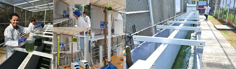 Figura 1. Reactor a escala semipiloto para el cultivo de microalgas y la recolección de biomasa de alto valor mediante flotación por ozono